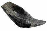 Fossil Sperm Whale (Scaldicetus) Tooth - South Carolina #197069-1